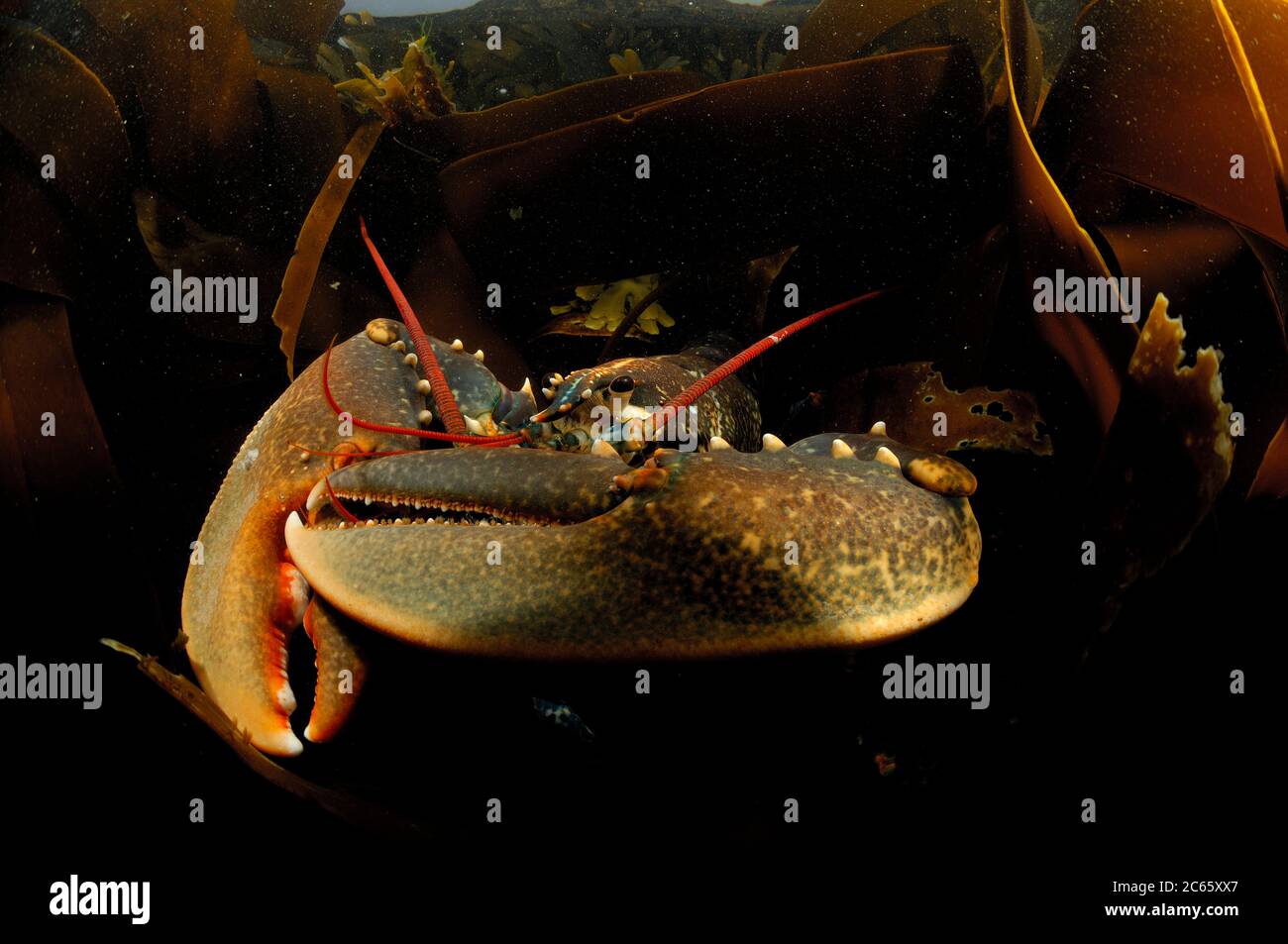 Hummer, europäischer Hummerzauch, Maine-Hummer (Homarus gammarus) (dt. Hummer, Europäischer Hummer) Crustacea Stockfoto