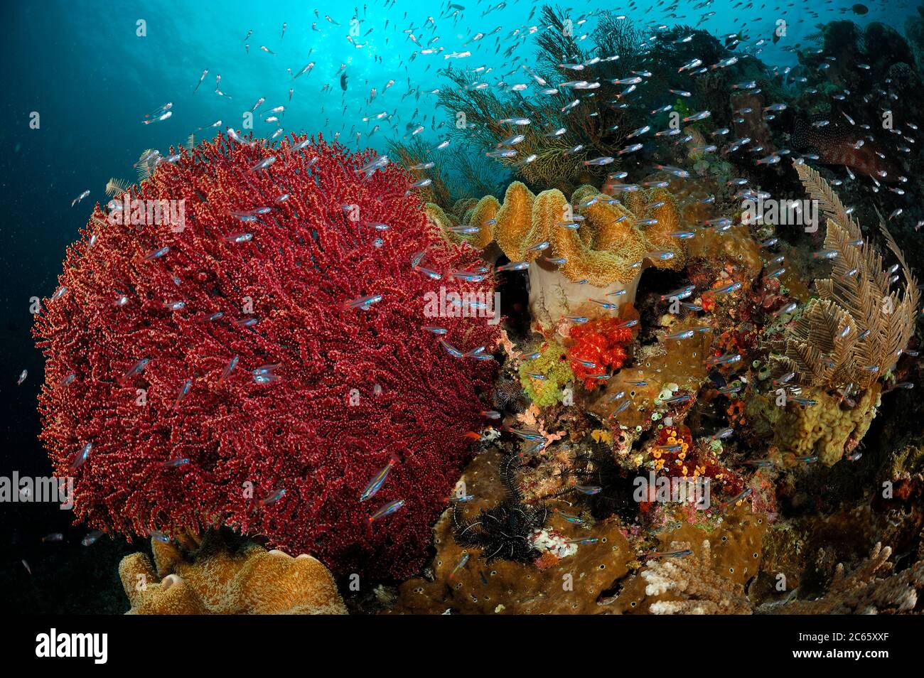 Bunte Weichkorallen (Alcyonacea) umgeben von Rifffischen. Raja Ampat, West Papua, Indonesien, Pazifischer Ozean [Größe eines einzelnen Organismus: 0,7 cm] Stockfoto