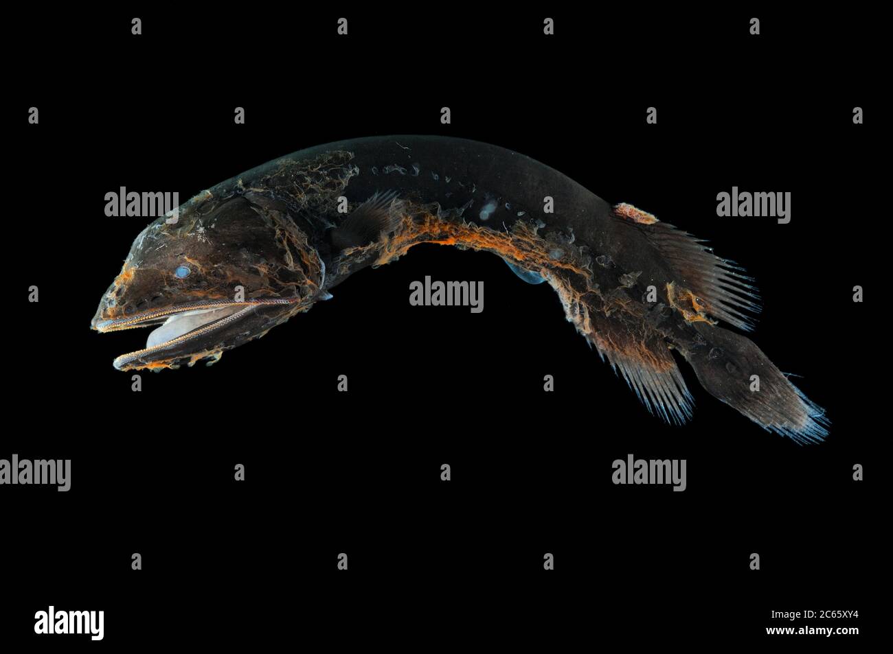 Cetomimus sp. Ein ungewöhnliches Exemplar, das eine unbeschriebene Art sein kann. Schlaffe Walfische sind kleine, tiefseeische Cetomimiforme Fische der Familie Cetomimidae. Sie gehören zu den am meisten lebenden Fischen, die bekannt sind, wobei einige Arten in Tiefen von mehr als 3.5 Kilometern nachgewiesen werden. Innerhalb der Familie sind neun Gattungen und 20 Arten. Stockfoto