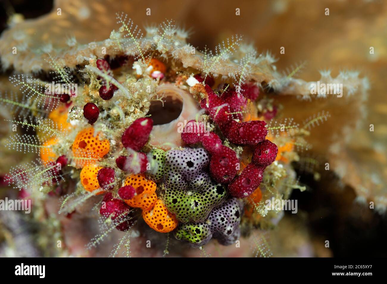 Cluster von bunten Meer-Tunikaten. Erdbeertunikate (Didemnid sp.) Raja Ampat, West Papua, Indonesien, Pazifischer Ozean [Größe eines einzelnen Organismus: 3 cm] Stockfoto