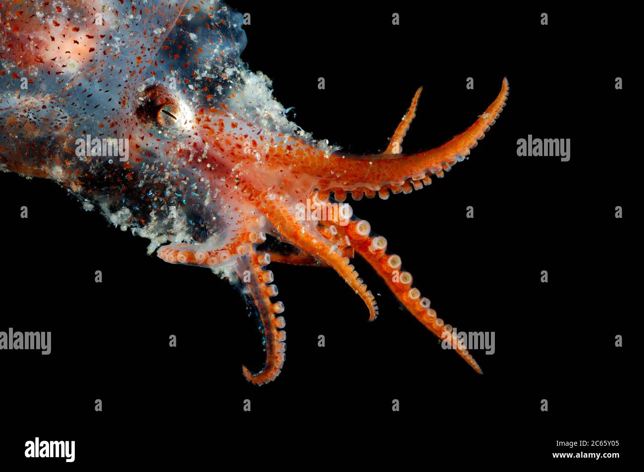 Bolitaena pygmaea Bolitaena pygmaea ist ein kleiner, unterer mesopelagischer bis bathypelagischer Oktopus. (Octopoda) Stockfoto