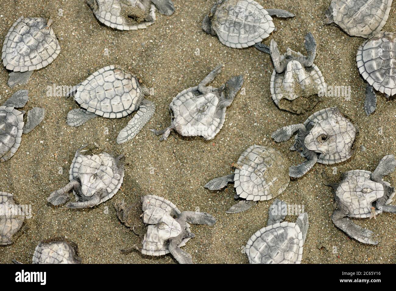 Schwarzgeier (Coragyps atratus) können die Olive ridley Meeresschildkröten-Jungtiere (Lepidochelys olivacea) nicht ganz schlucken, so dass sie sie auseinander reißen und oft den Rest verlassen, während sie zum nächsten gehen. Stockfoto