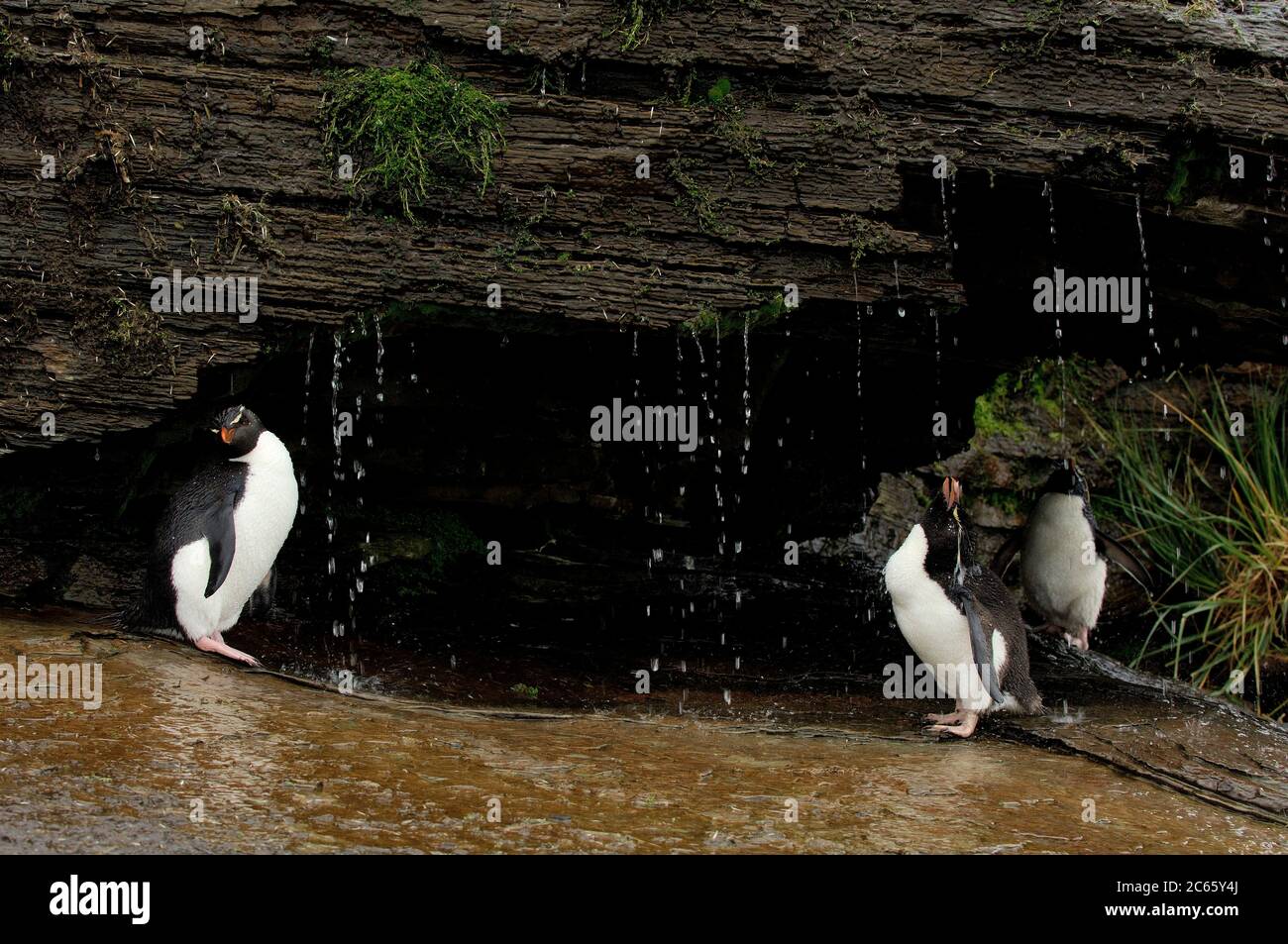 Was ein Seevögelling am meisten genießt, ist ein Süßwasserbad. Diese Steintrichter-Pinguine (Eudytes chrysocome) haben sogar eine riesige Sonnendusche, aber Luxus scheint Streit zu machen: Nirgendwo sonst in der Steintrichter-Kolonie ist so viel aggressives Verhalten zu sehen. Stockfoto