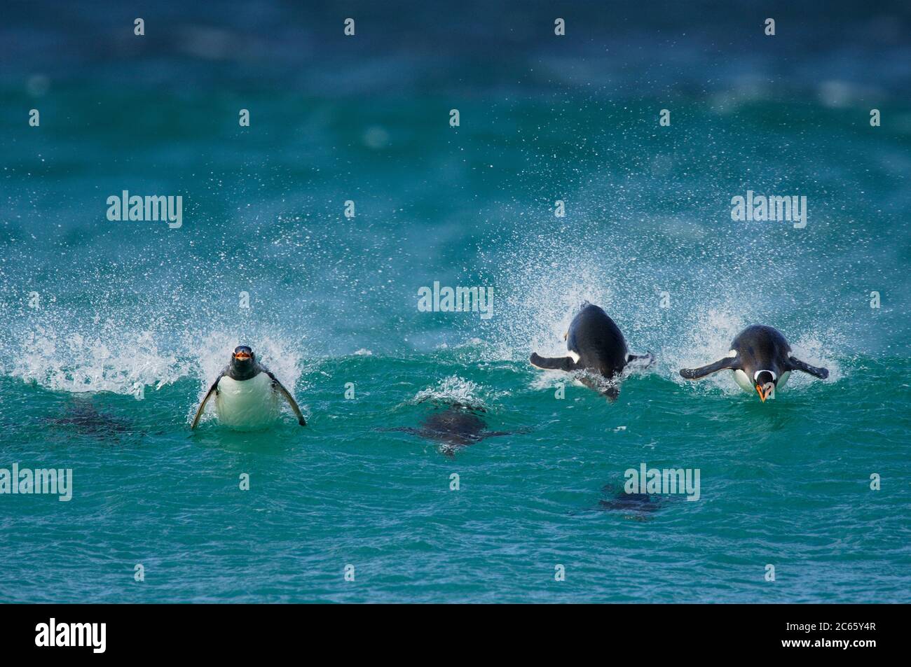 Mit einer Schwimmgeschwindigkeit von bis zu 30 km/h ist der Gentoo Penguin (Pygoscelis papua) die schnellste unter den Pinguinen. Porpoising ist eine sehr effiziente Art des Hochgeschwindigkeitsfahrens, da das Tier den geringeren Luftwiderstand als unter Wasser nutzt und mit offenem Schnabel atmen kann. [Größe des einzelnen Organismus: 75 cm] Stockfoto