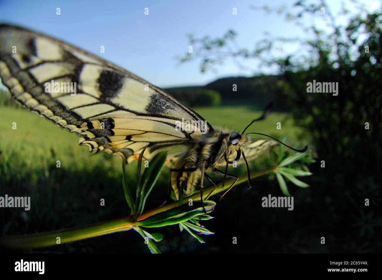 Schwalbenschwanz-Schmetterling (Papilio machaon) Stockfoto