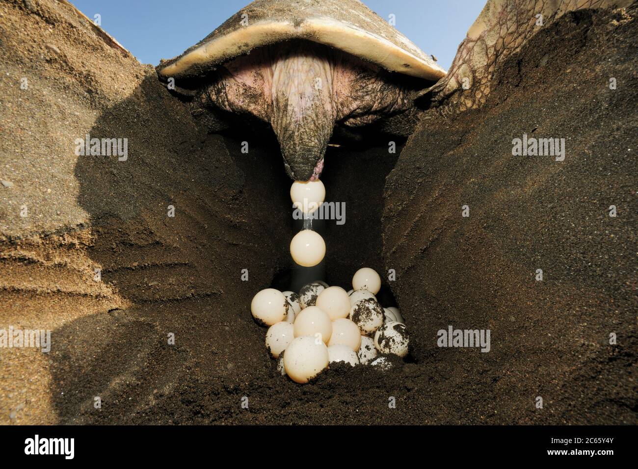 Nach dem Ausgraben eines Lochs von 30 bis 50 Zentimeter Tiefe mit den hinteren Flossen legt die Olive ridley Meeresschildkröte (Lepidochelys olivacea) ca. 100 Eier. [Größe des einzelnen Organismus: 80 cm] Stockfoto
