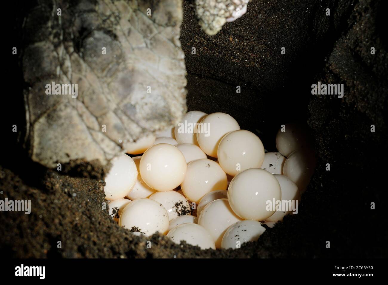 Nach dem Ausgraben eines Lochs von 30 bis 50 Zentimeter Tiefe mit den hinteren Flossen legt die Olive ridley Meeresschildkröte (Lepidochelys olivacea) ca. 100 Eier. Stockfoto