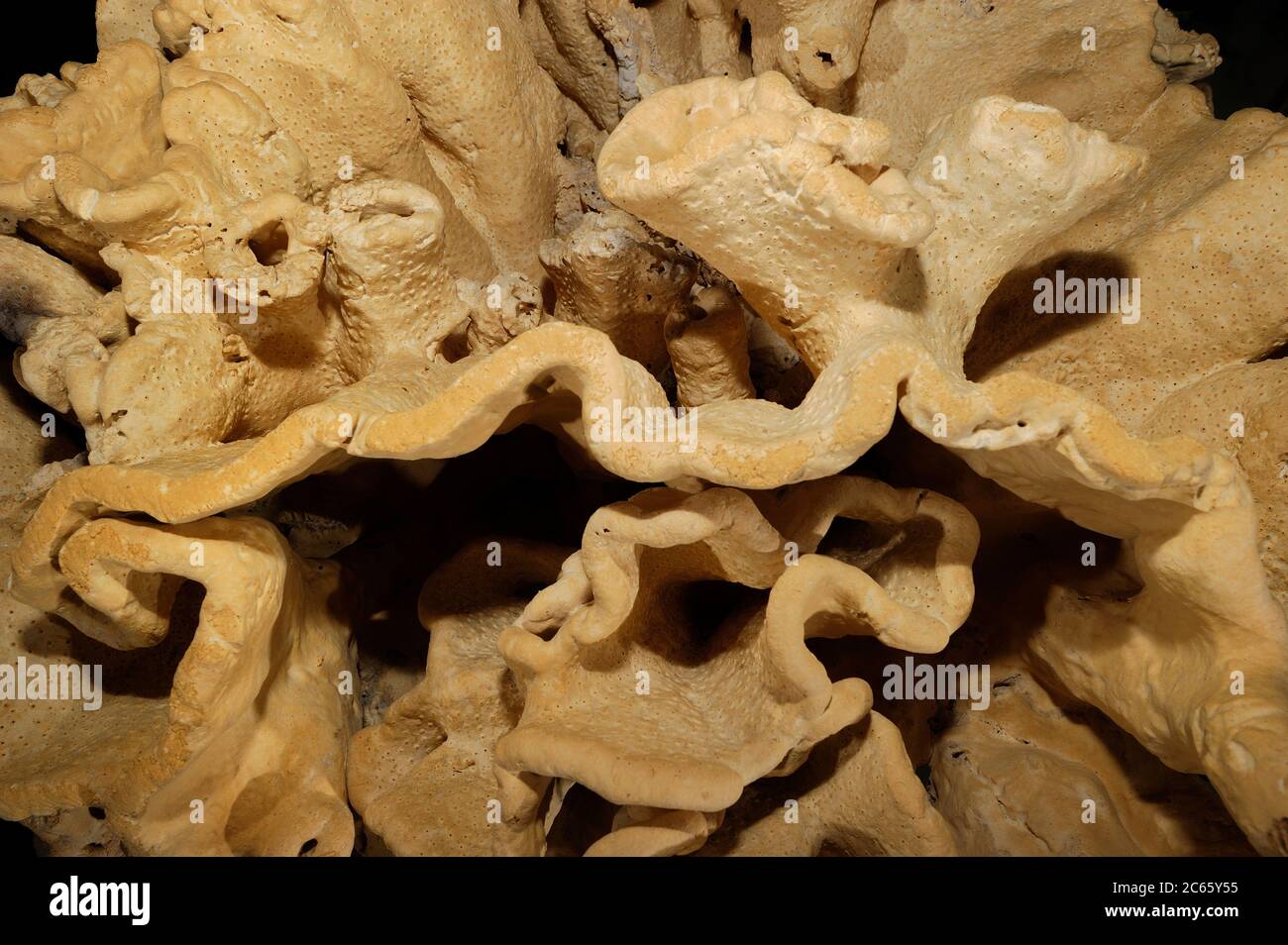 (Neophrissospongia nolitangere) das Bild entstand in Kooperation mit dem Zoologischen Museum Universität Hamburg Stockfoto