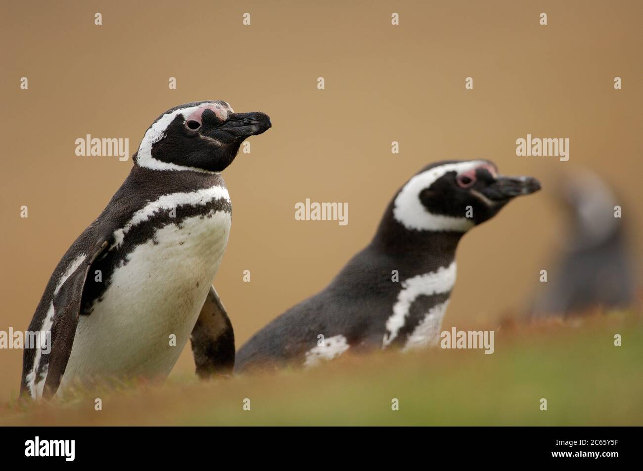 Mit einer Körpergröße von ca. 73 cm der Magellanic Pinguin (Spheniscus magellanicus) gehört zu den mittelgroßen Pinguinarten. Die beiden schwarzen Brustbänder sind charakteristisch und helfen, sie vom sehr ähnlichen Humboldt-Pinguin zu unterscheiden, der nur eine solche Bande hat. Stockfoto
