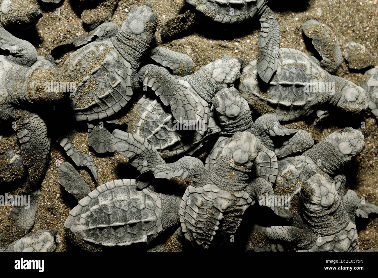 Nach einer Inkubationszeit von 45 bis 55 Tagen und einem mehrtägigen Aufstieg durch den Sand tauchen die brüllenden Olive ridleys (Lepidochelys olivacea) zusammen auf. In einer großen Gruppe zu sein bietet ein wenig Schutz gegen Geier, Störche und Krebse. Stockfoto