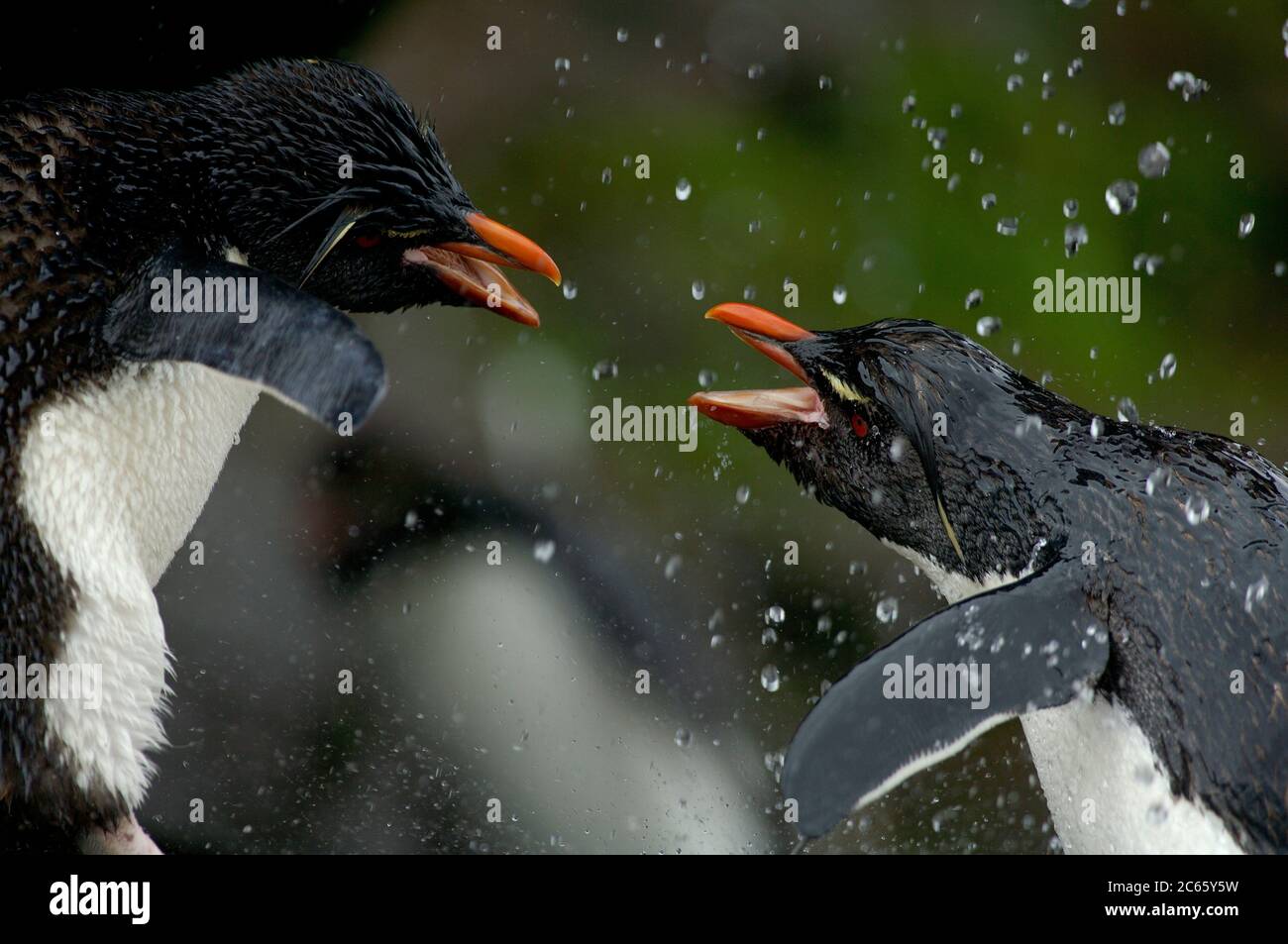 Was ein Seevögelling am meisten genießt, ist ein Süßwasserbad. Diese Steintrichter-Pinguine (Eudytes chrysocome) haben sogar eine riesige Sonnendusche, aber Luxus scheint Streit zu machen: Nirgendwo sonst in der Steintrichter-Kolonie ist so viel aggressives Verhalten zu sehen. [Größe des einzelnen Organismus: 50 cm] Stockfoto