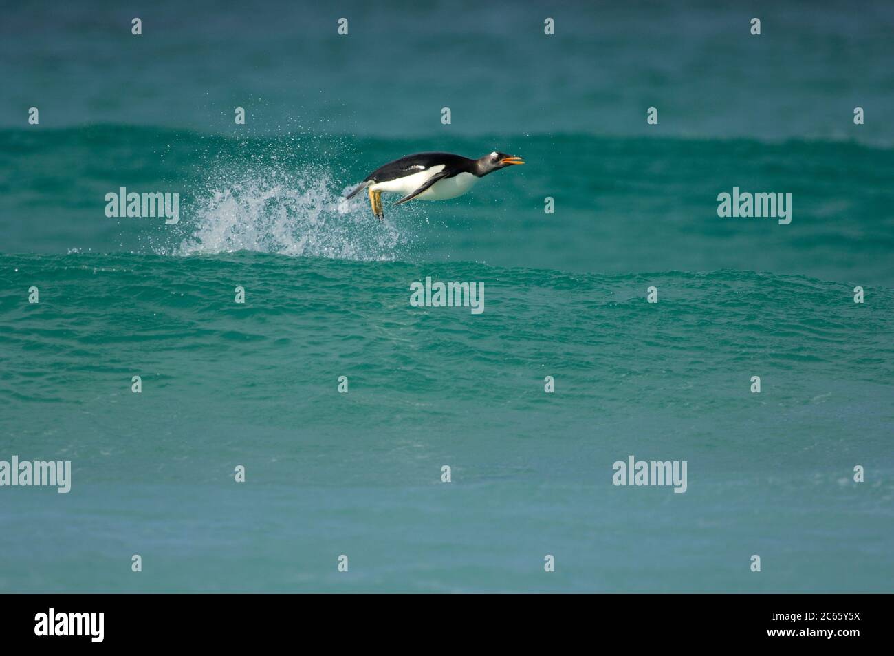 Mit einer Schwimmgeschwindigkeit von bis zu 30 km/h ist der Gentoo Penguin (Pygoscelis papua) die schnellste unter den Pinguinen. Porpoising ist eine sehr effiziente Art des Hochgeschwindigkeitsfahrens, da das Tier den geringeren Luftwiderstand als unter Wasser nutzt und mit offenem Schnabel atmen kann. Stockfoto