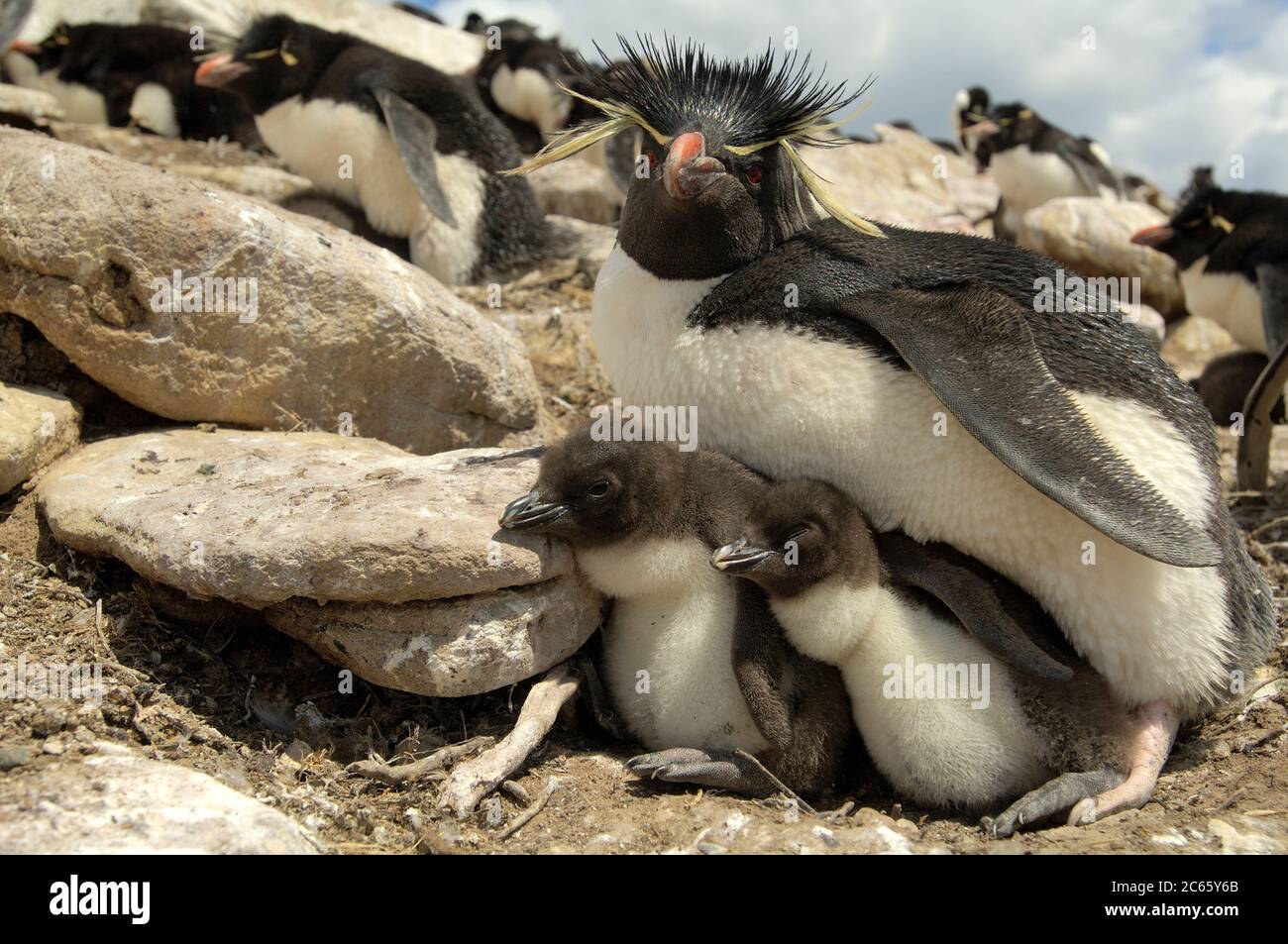 Nach ihrer Nahrungssuche kehren die Steintrichter-Pinguine (Eudytes chrysocome) in Gruppen vom Meer zurück und beginnen zu laufen und bis zu ihrer Brutkolonie weit bergauf zu hüpfen. Stockfoto