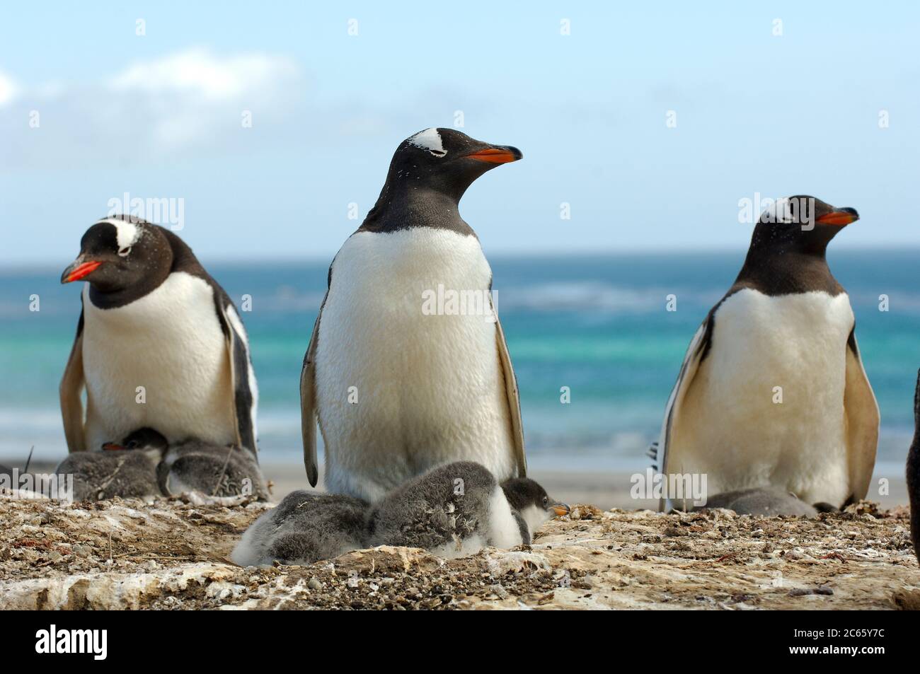 Die kleineren Pinguinarten wie der Gentoo Penguin (Pygoscelis papua) können zwei Küken züchten. Nach der Fütterung mit nachgeschütteltem Krill haben die Küken, wie diese ca. zwei Wochen alten, manchmal rote Flecken auf ihren Federn. Stockfoto