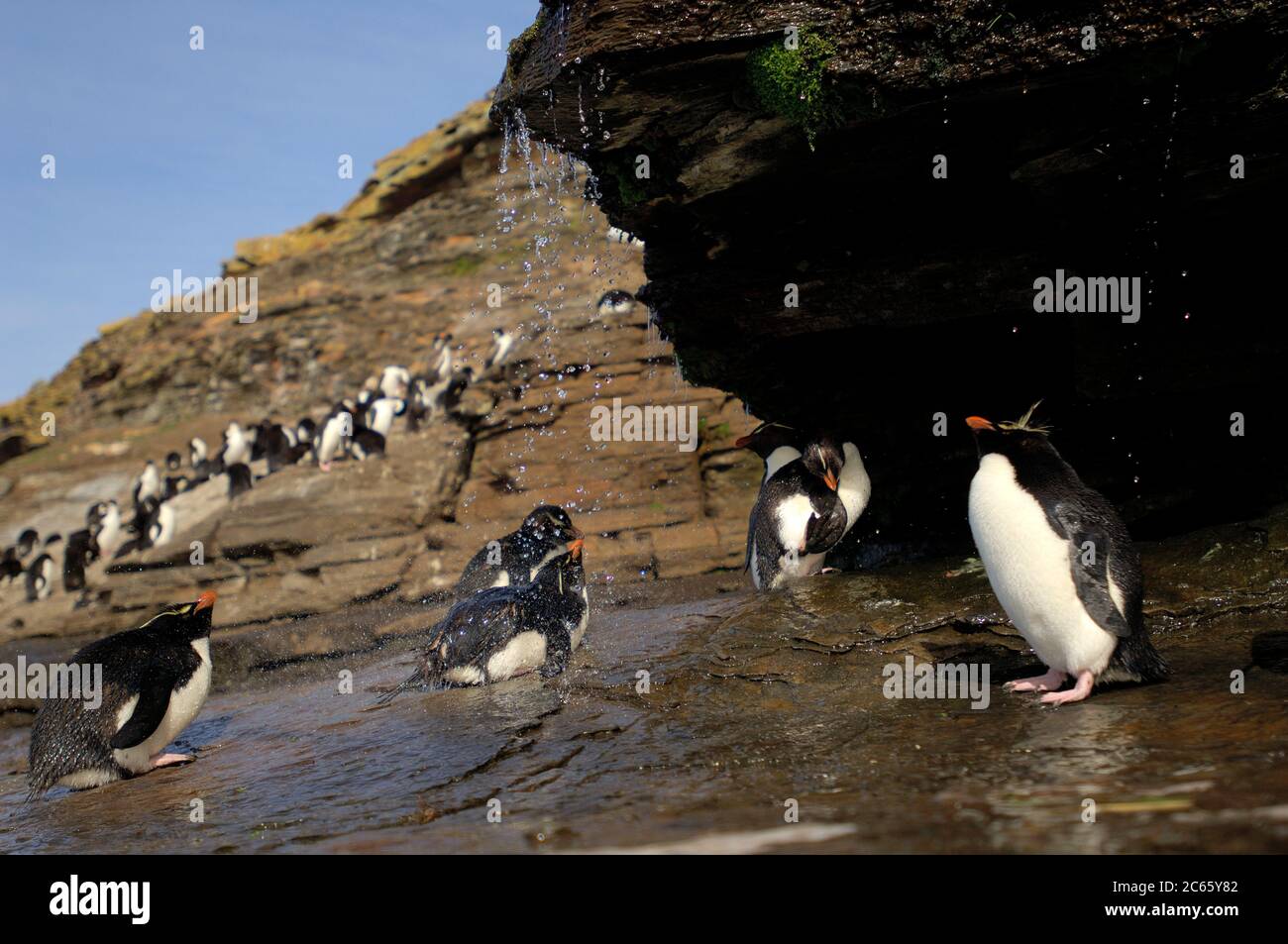 Was ein Seevögelling am meisten genießt, ist ein Süßwasserbad. Diese Steintrichter-Pinguine (Eudytes chrysocome) haben sogar eine riesige Sonnendusche, aber Luxus scheint Streit zu machen: Nirgendwo sonst in der Steintrichter-Kolonie ist so viel aggressives Verhalten zu sehen. Stockfoto