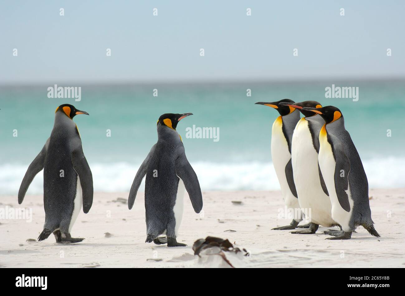 Die Königspinguine (Aptenodytes patagonicus) versammeln sich oft in Gruppen, wenn sie von ihren Futterreisen beginnen und zurückkehren. Diese Gewohnheit senkt potenziell das Risiko, von ihren Wasserfressern, wie dem Seelöwen und dem Orca, gefangen zu werden. Stockfoto