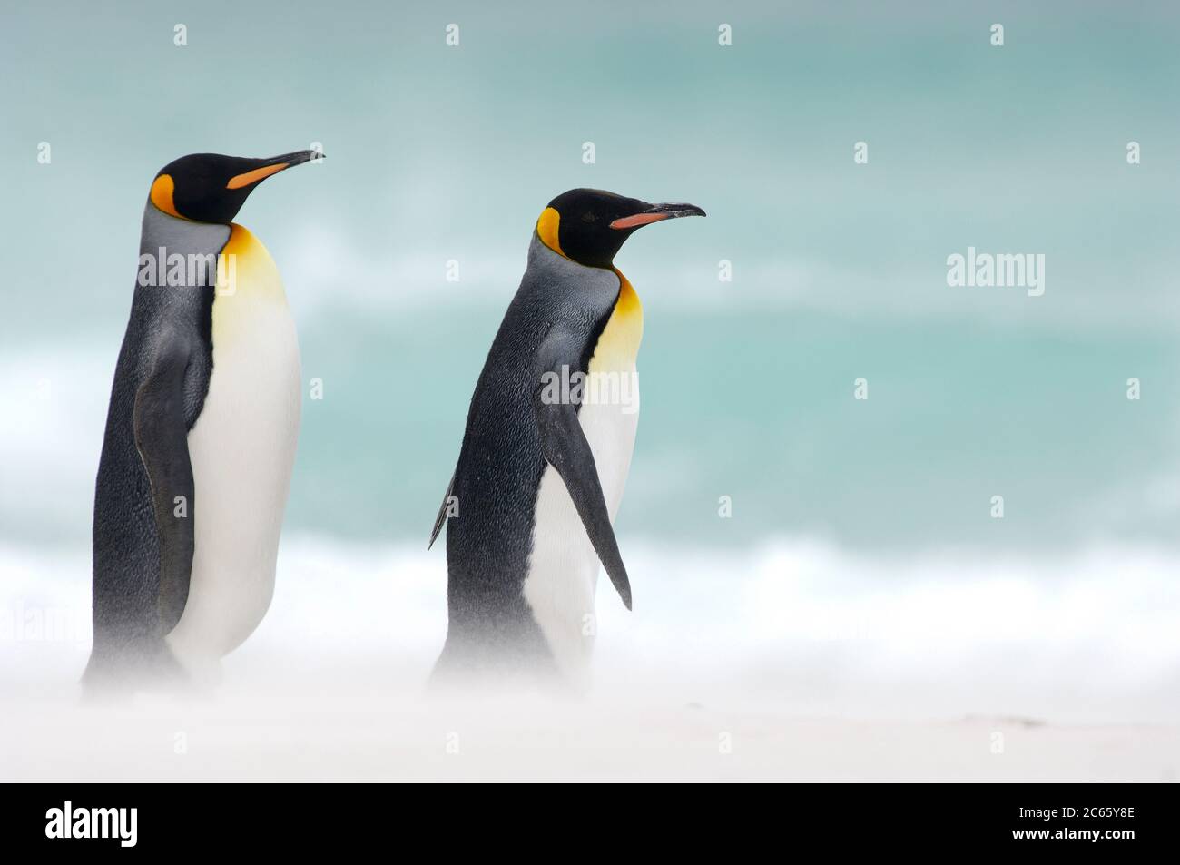 Die Königspinguine (Aptenodytes patagonicus) versammeln sich oft in Gruppen, wenn sie von ihren Futterreisen beginnen und zurückkehren. Diese Gewohnheit senkt potenziell das Risiko, von ihren Wasserfressern, wie dem Seelöwen und dem Orca, gefangen zu werden. Stockfoto