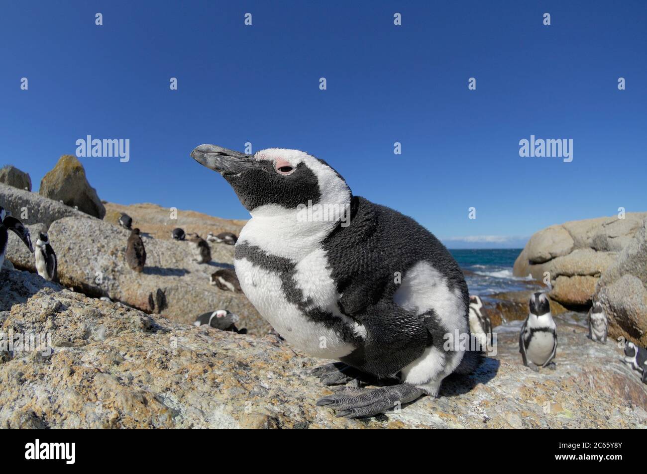 Der Afrikanische Pinguin (Spheniscus demersus), auch bekannt als der Schwarzfußpinguin (und früher als der Jackass Penguin), ist an der Südwestküste Afrikas zu finden. Boulders Beach ist eine Touristenattraktion, für den Strand, Schwimmen und die Pinguine. Die Pinguine werden es den Menschen ermöglichen, sich ihnen so nah wie einen Meter (drei Fuß) zu nähern. Stockfoto