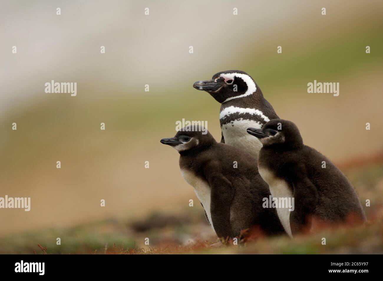 Kleinere Küken des Magellanic Pinguins (Spheniscus magellanicus) werden häufig gefüttert, aber diese mehr als zwei Wochen alten Küken müssen zwei bis drei Tage auf ihre nächste Mahlzeit warten - da der Erwachsene auf den "Wachwechsel" warten muss. Stockfoto