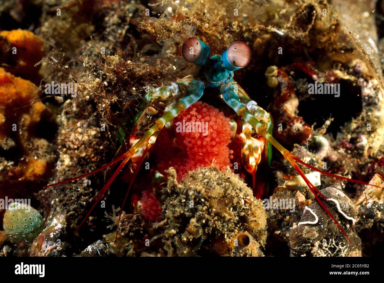 Pfau Mantis Garnelen Erwachsene Weibchen mit Eiern (Odontodactylus scyllarus) - Erwachsene Weibchen haben in der Regel eine Oliven-oder bräunliche Körperfarbe. Diese Tiere bauen Höhlen in schrobenem Untergrund und Sand, die den Bau mit kleinen Stücken von toten Korallen, Schale und Felsen auskleiden. Stockfoto