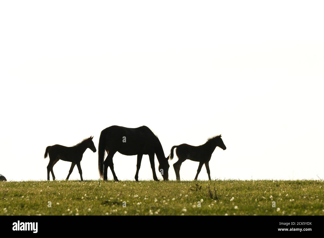 Pferde in gemischten Herden grasen auf den Feldern in Crawinkel. Stockfoto