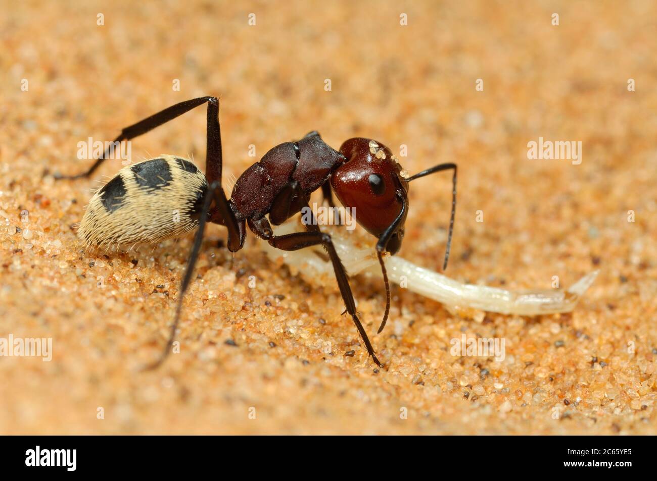 Namib Wüste Dünenamantennester (Camponotus Detritus) sind einfache Strukturen, die zwischen den Wurzeln der mehrjährigen Vegetation in den Sanddünen der Namib Wüste ausgegraben wurden. Stockfoto