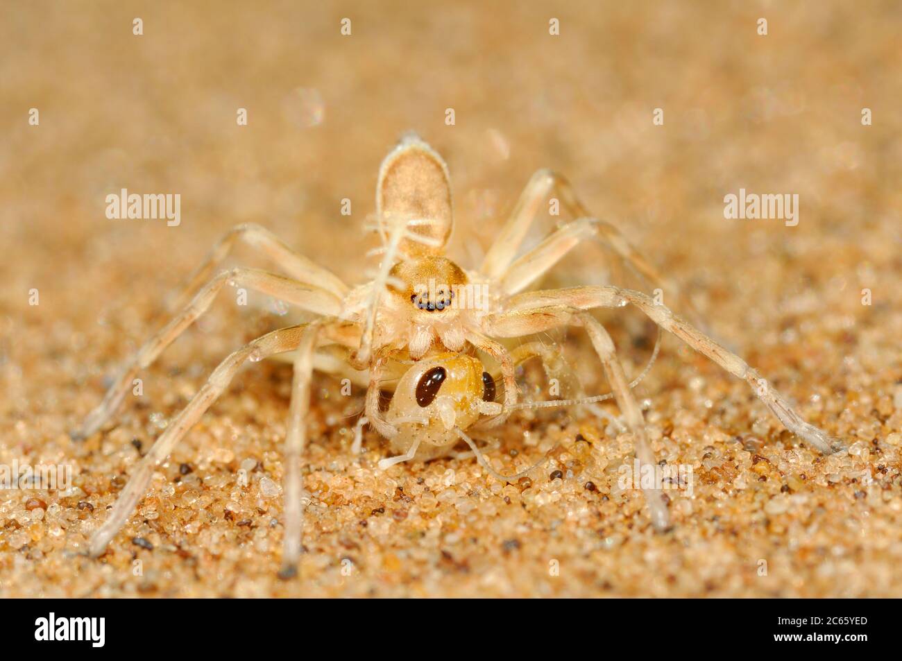 Golden Wheel Spider (Carparachne aureoflava) die Golden Wheel Spider (Carparachne aureoflava) ist wirklich ein einzigartiges und erstaunliches Wesen der wunderschönen Namib Wüste. Stockfoto