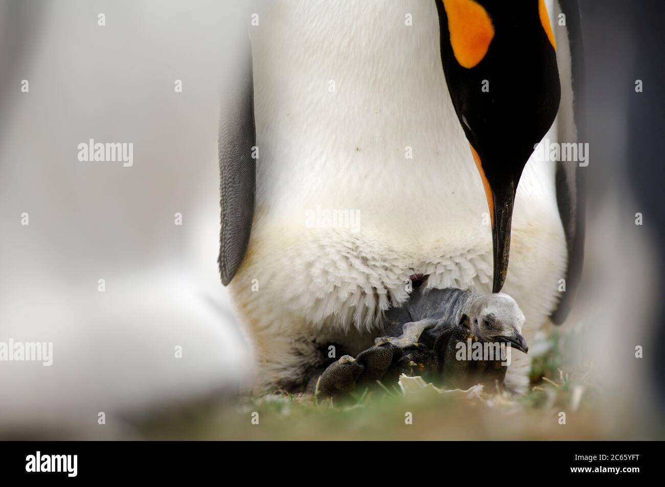 Balancieren des einzelnen Eies auf den Füßen der Königspinguin (Aptenodytes patagonicus) brütet 53 bis 55 Tage. Das geschlüpfte Küken bleibt für eine weitere ungewöhnliche Lung von 10 bis 13 Monaten bei den Eltern. Stockfoto