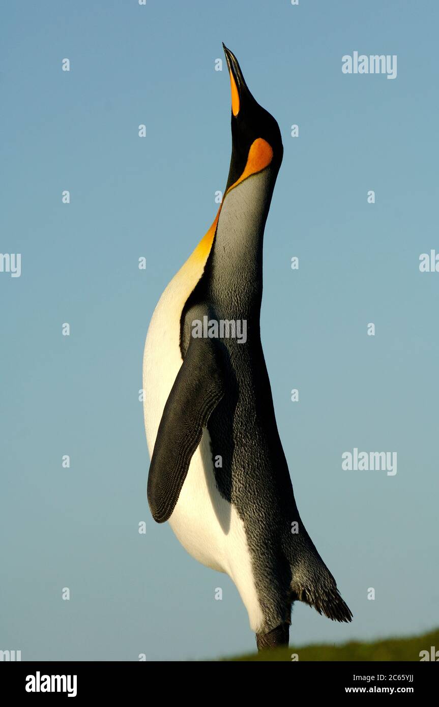 Ein männlicher König Pinguin (Aptenodytes Patagonicus) steht hoch und ruft während der Anzeige. Stockfoto
