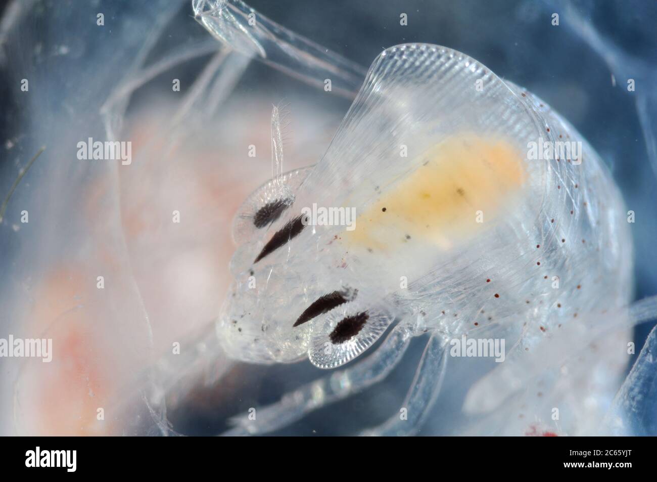 Tiefsee-Plankton, die Augen des erwachsenen Phronima sind ein weiteres Merkmal des Staunens in einem Tier, das bereits mit außergewöhnlichen Gewohnheiten und Anpassungen behaftet ist, Phronima sp. Stockfoto