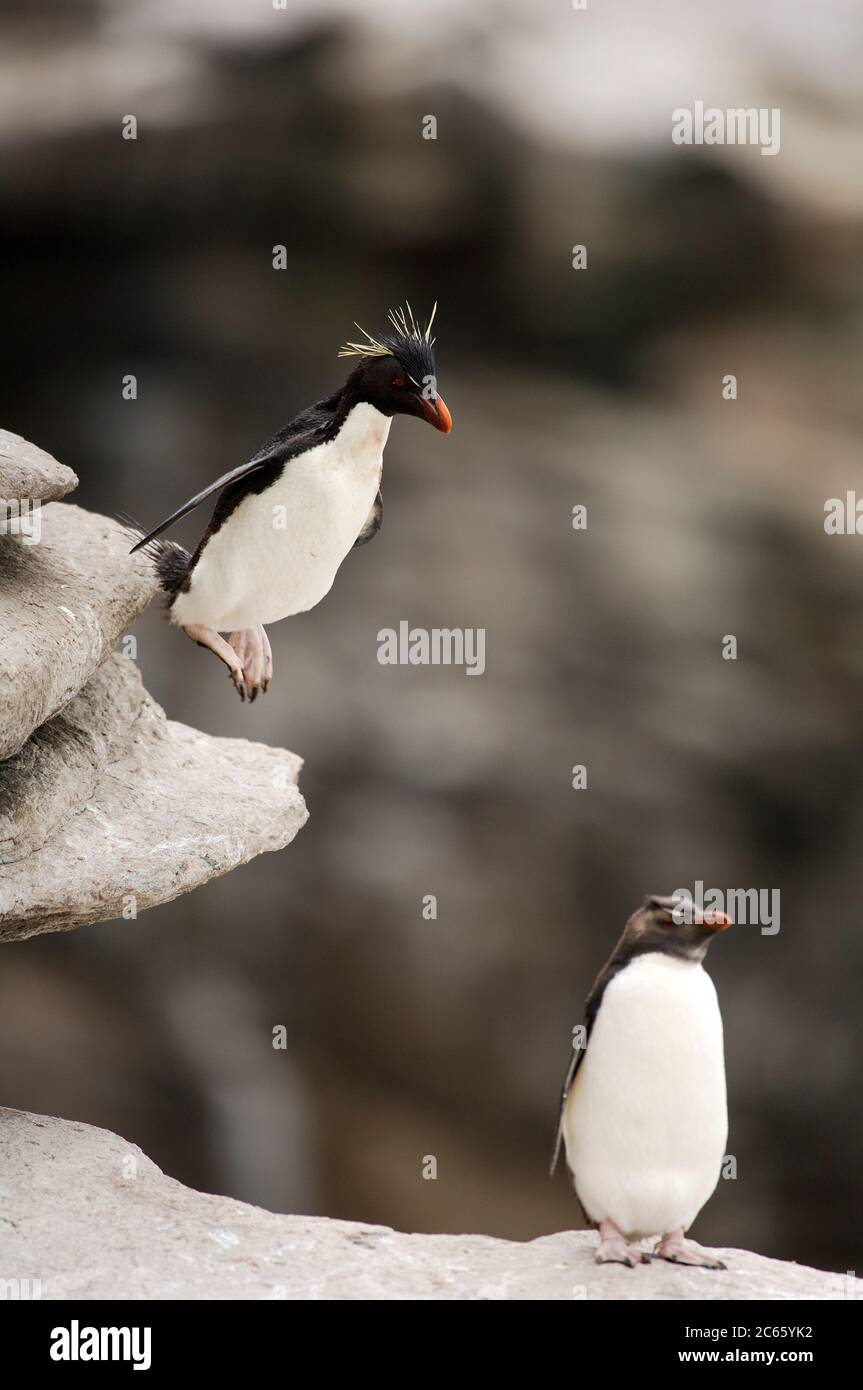 Ein Pinguin-Flug: Ohne Angst bewegen sich die Steintrichter-Pinguine (Eudytes chrysocome) im felsigen Gelände, wagen sogar große Sprünge. Stockfoto