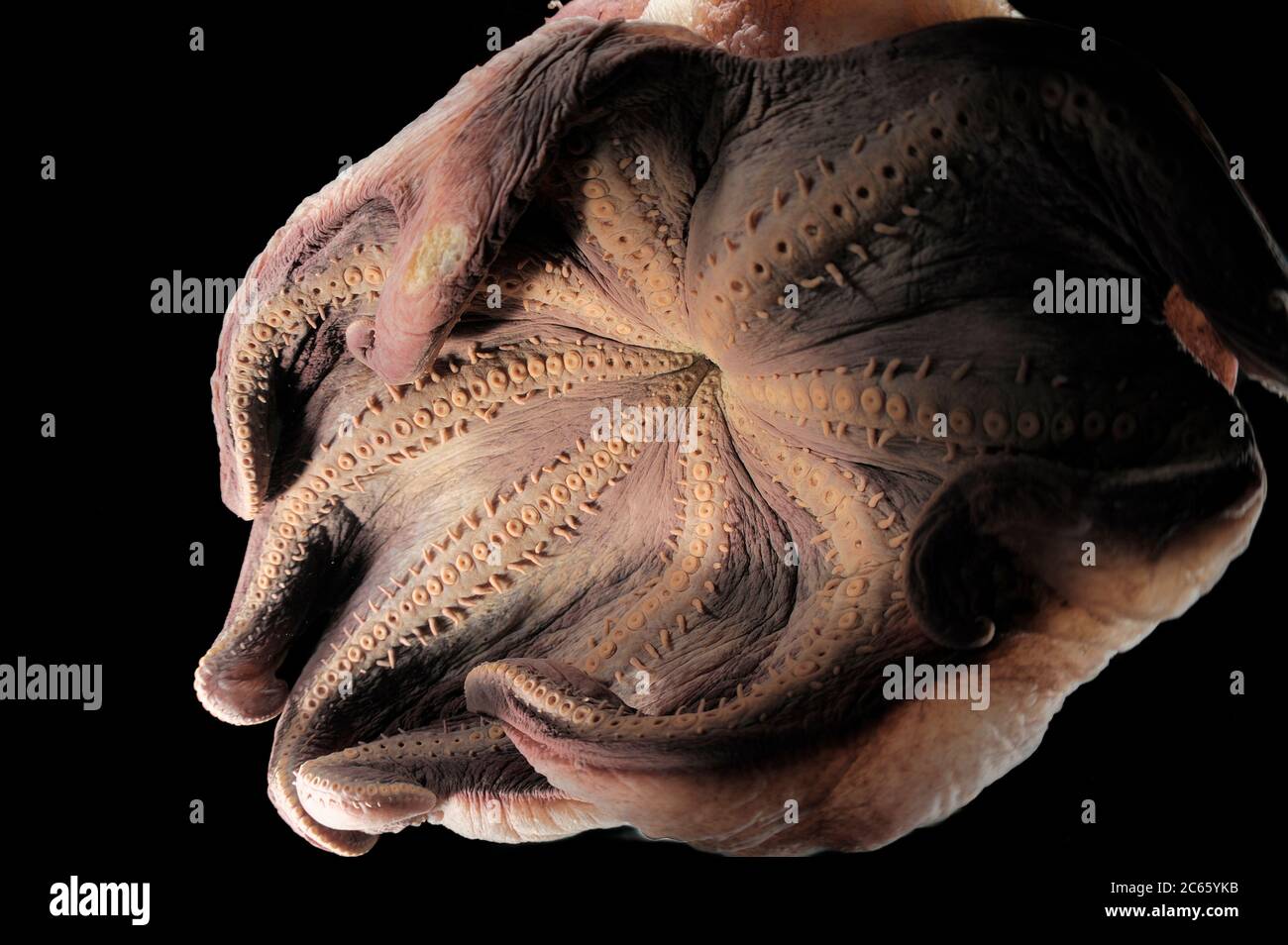 Dumbo-Octopus (Grimpoteuthis sp. Robson) das Bild entstand in Kooperation mit dem Zoologischen Museum Universität Hamburg Stockfoto