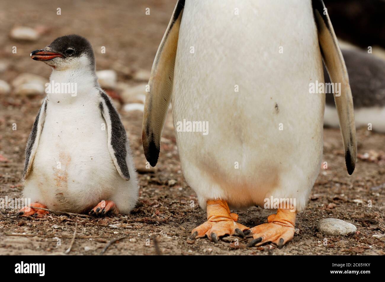 Nach der Fütterung ist das ca. zwei Wochen alte Gentoo Penguin (Pygoscelis papua) Küken etwas ungeschickt in seinen Bewegungen. Stockfoto