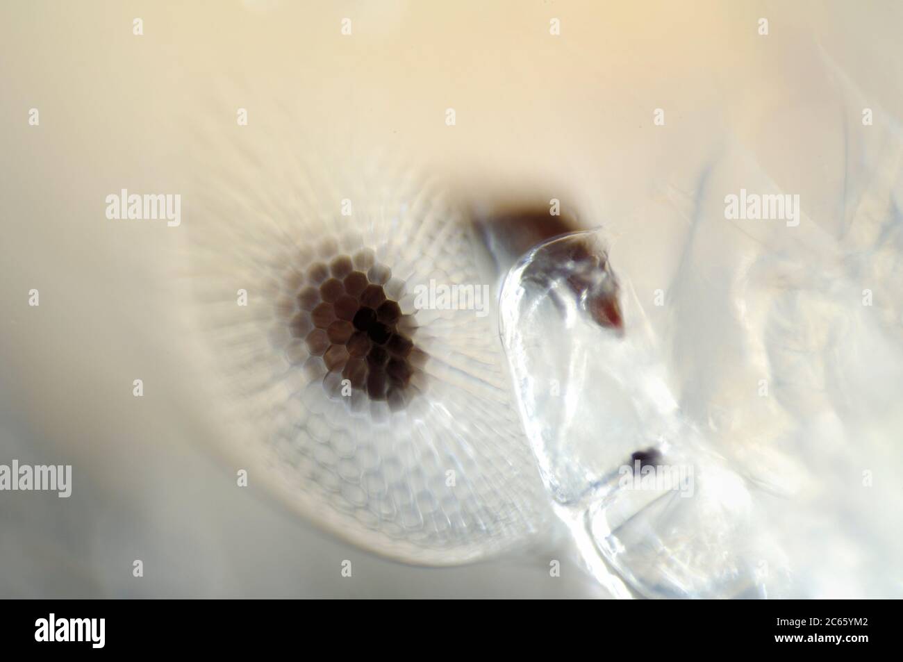 Tiefsee-Plankton, die Augen des erwachsenen Phronima sind ein weiteres Merkmal des Staunens in einem Tier, das bereits mit außergewöhnlichen Gewohnheiten und Anpassungen behaftet ist, Phronima sp. Stockfoto