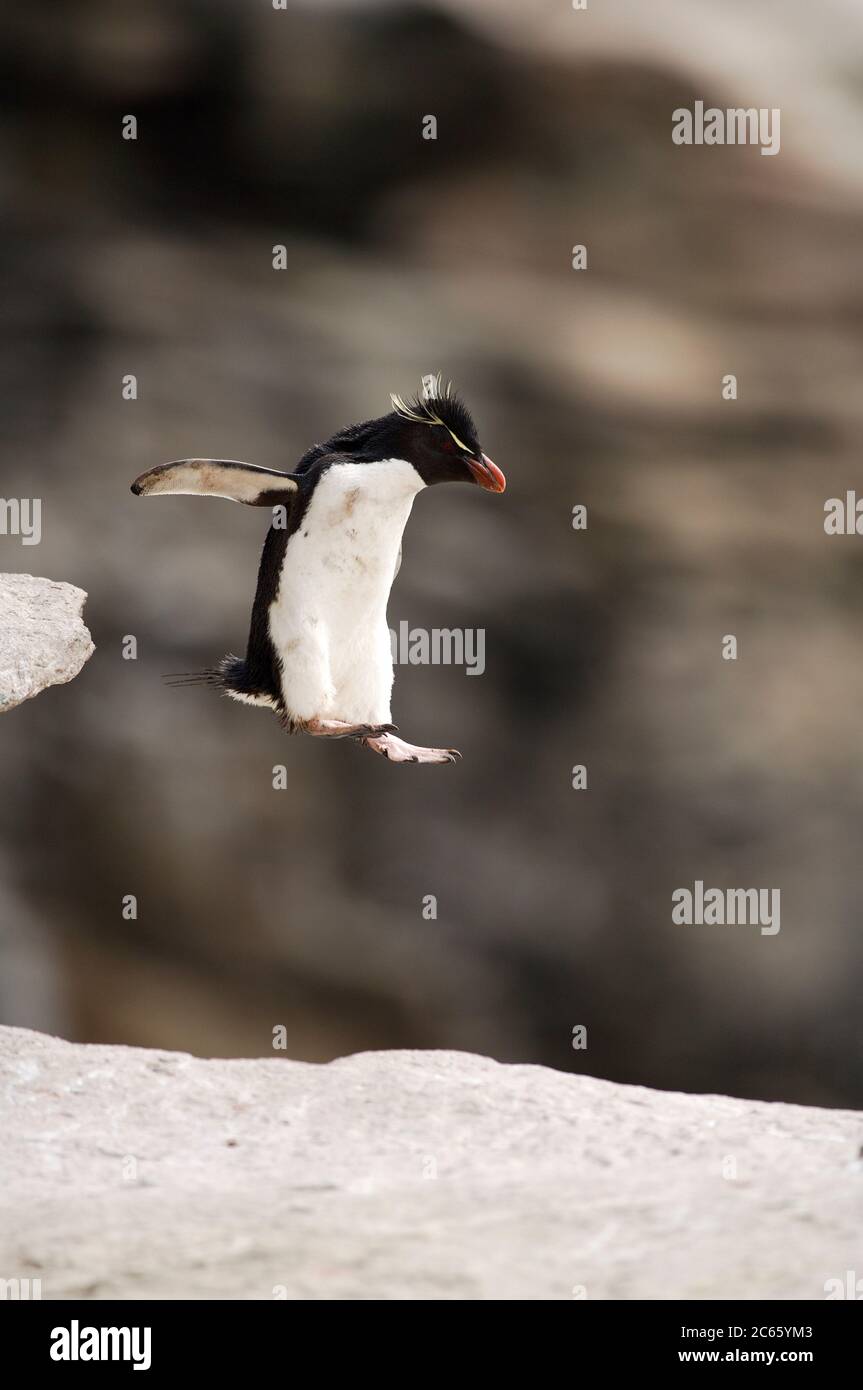 Ein Pinguin-Flug: Ohne Angst bewegen sich die Steintrichter-Pinguine (Eudytes chrysocome) im felsigen Gelände, wagen sogar große Sprünge. [Größe des einzelnen Organismus: 50 cm] Stockfoto