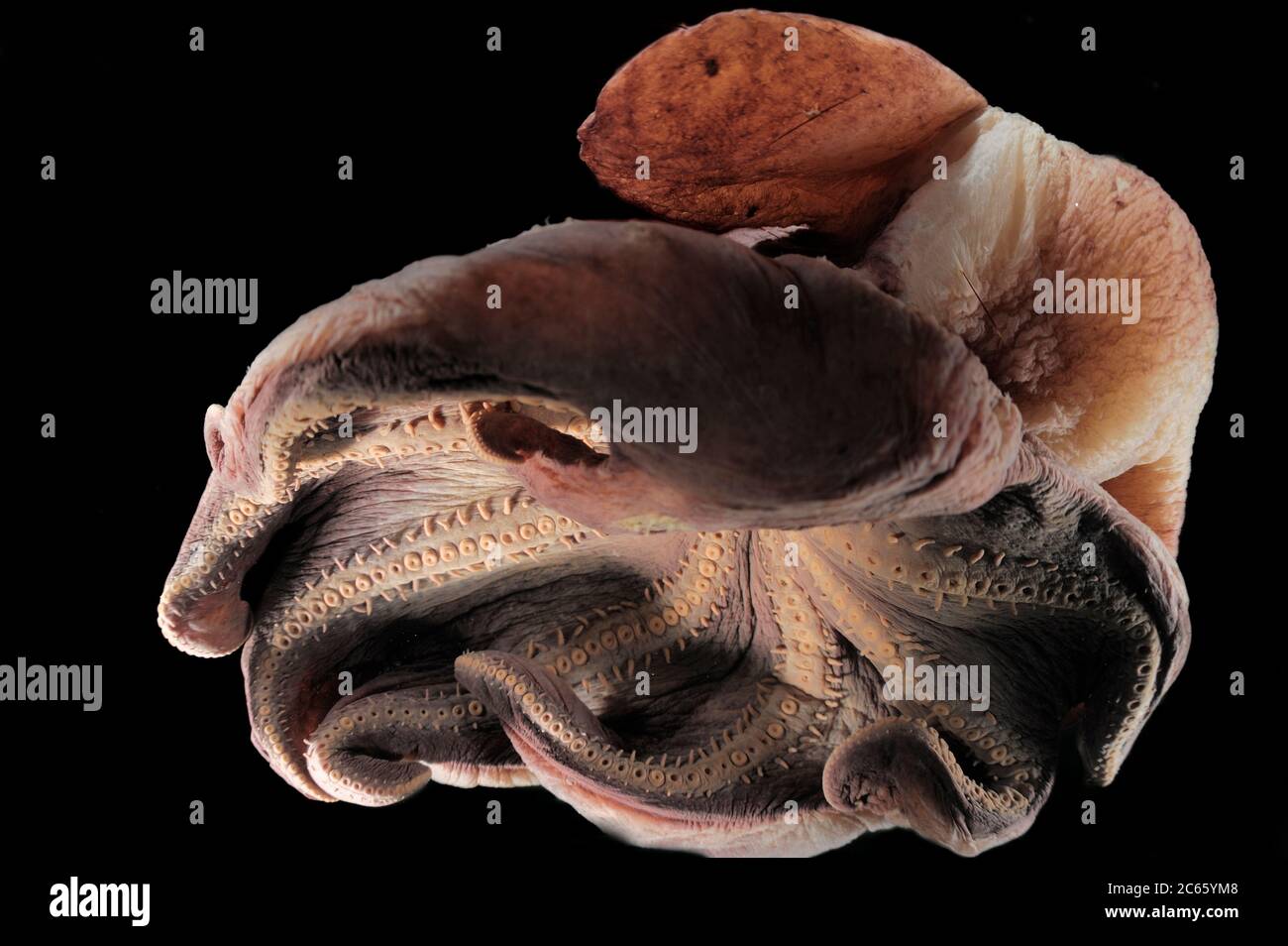 Dumbo-Octopus (Grimpoteuthis sp. Robson) das Bild entstand in Kooperation mit dem Zoologischen Museum Universität Hamburg Stockfoto