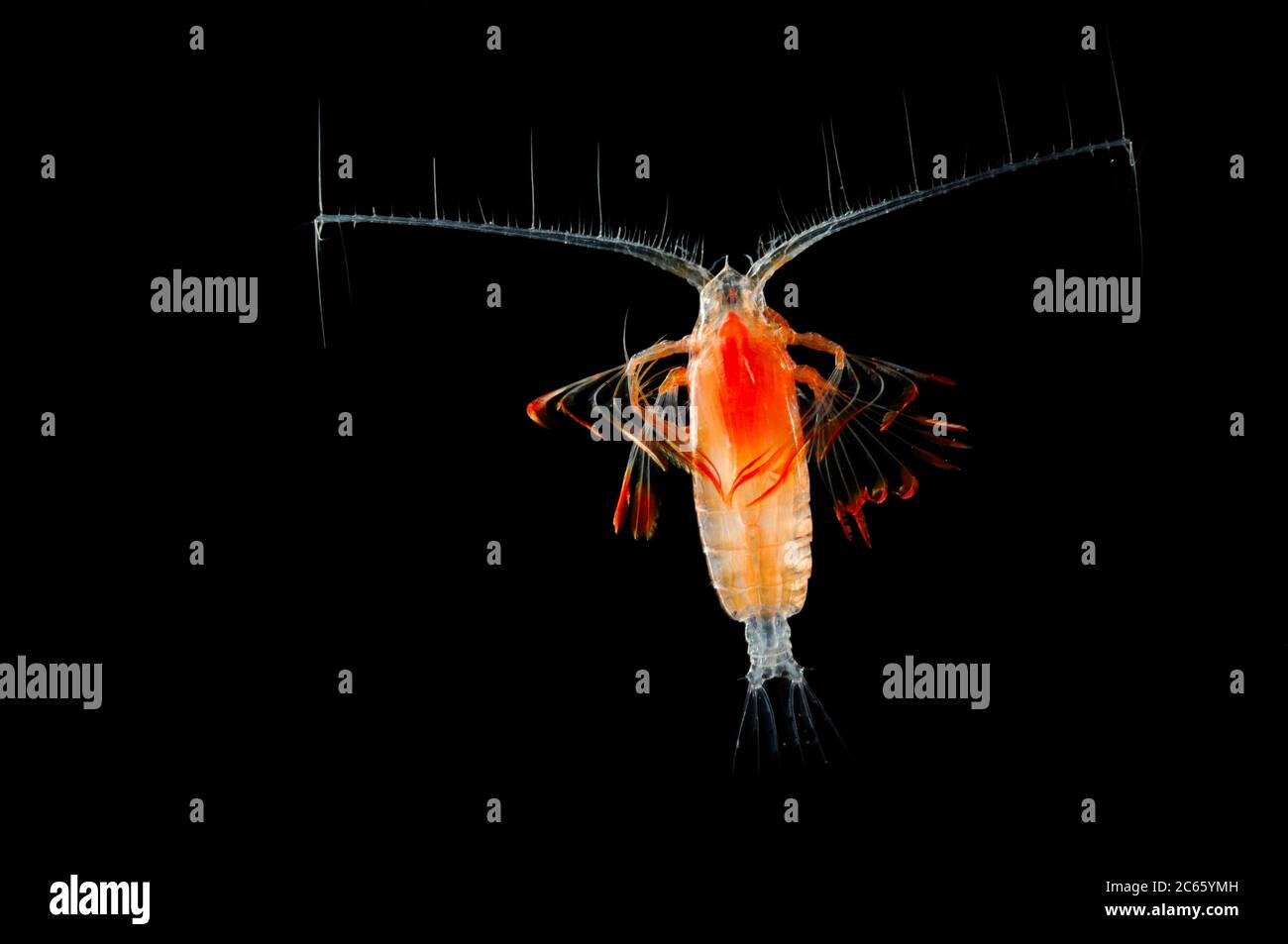 Das Planktonikum Copepod Euchirella besteht aus tropischen und subtropischen Formen. Die genus.comprises mehr als 30 Arten. [Größe des einzelnen Organismus: 1 mm] Stockfoto
