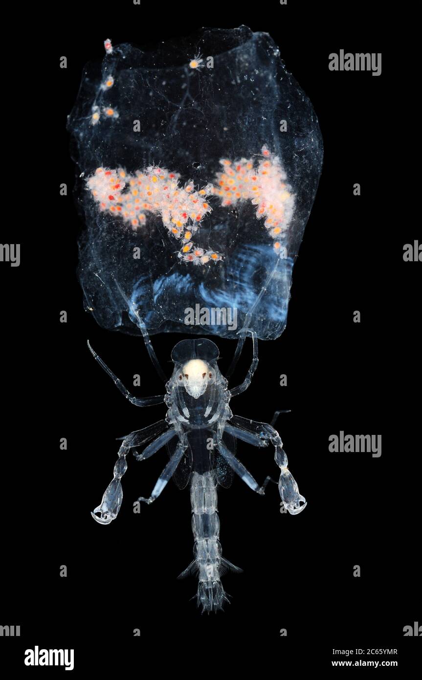 Kinderwagen-Amphibienhamphipod (Phronima sp.) mit Jungen in einem Salphaus. Phronima, der Kinderwagenamphipod, ist ein kleiner, durchscheinender Hochsee-Hyperiidamphipod der Familie Phronimidae. Stockfoto