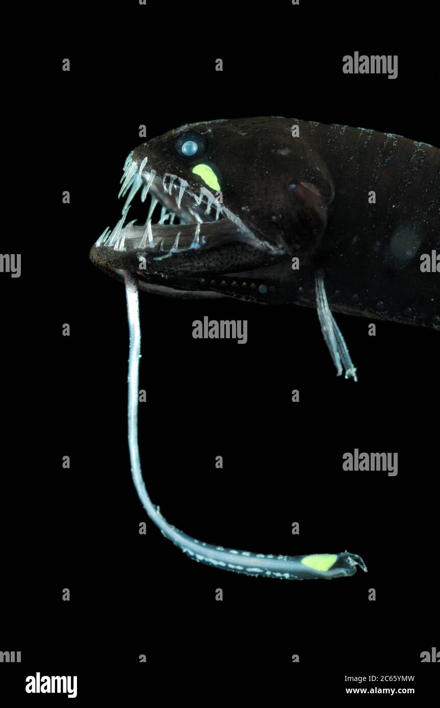 Schwarzer drachenfisch (Melanostomias biseriatus) Schwarzer drachenfisch (Größe eines einzelnen Organismus: 5 cm) Stockfoto