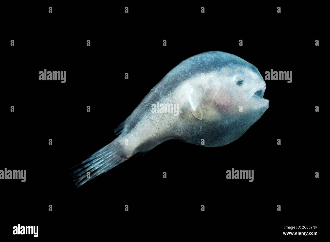 Dies ist ein Larven Tiefseefisch. [Größe des einzelnen Organismus: 3 cm] Stockfoto