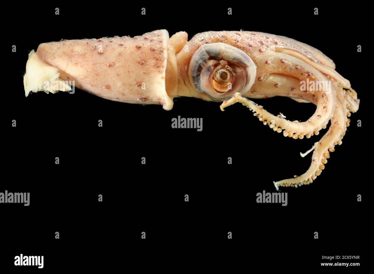 Squid (Histioteuthidae) das Bild wurde in Kooperation mit dem Zoologischen Museum der Universität Hamburg aufgenommen Stockfoto