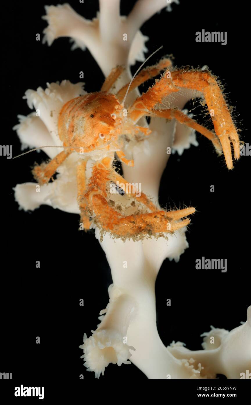 Squat Hummer (Munidopsis serricornis) ist eine der wenigen Arten, die neben lebenden Ästen der Steinkoralle (Lophelia pertusa) leben. Trondheimfjord, Nordatlantik, Norwegen [Größe des einzelnen Organismus: 9 cm] Stockfoto