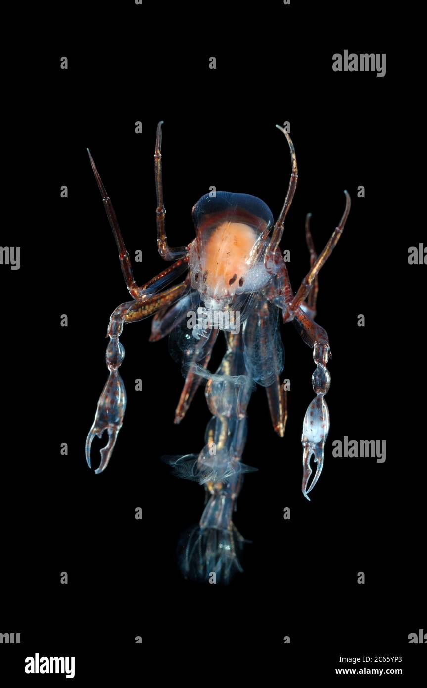 Phronima sp. Dieser Amphipod war die Inspiration für die Figur im Film 'Alien'. Stockfoto