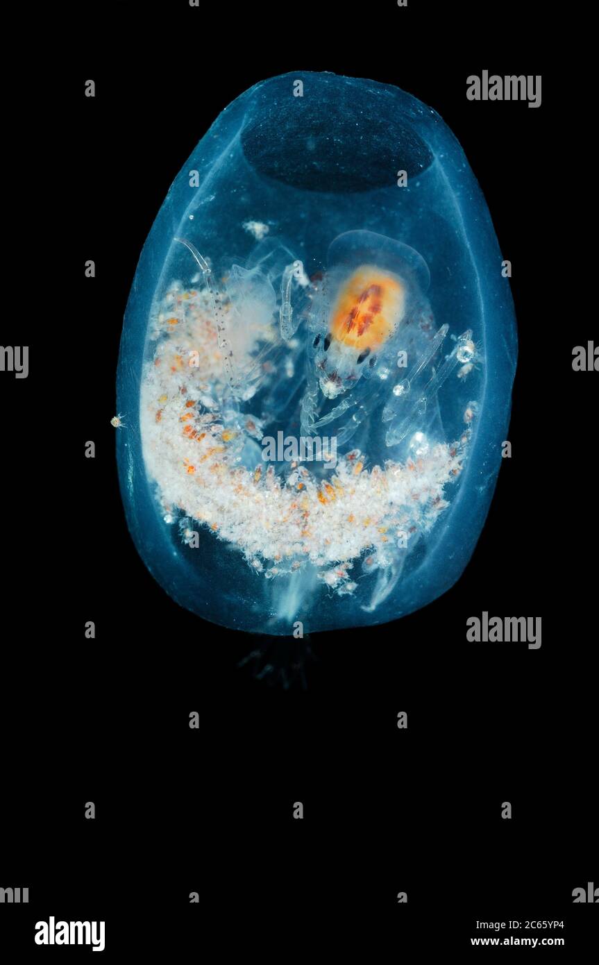 Diese Tiefsee-Amphipoden-Gattung ist besonders für ihr Hausbau bekannt. Dieser transparente Organismus ernährt sich von frei lebenden, planktonischen Meeresspritzern und Salben. Stockfoto