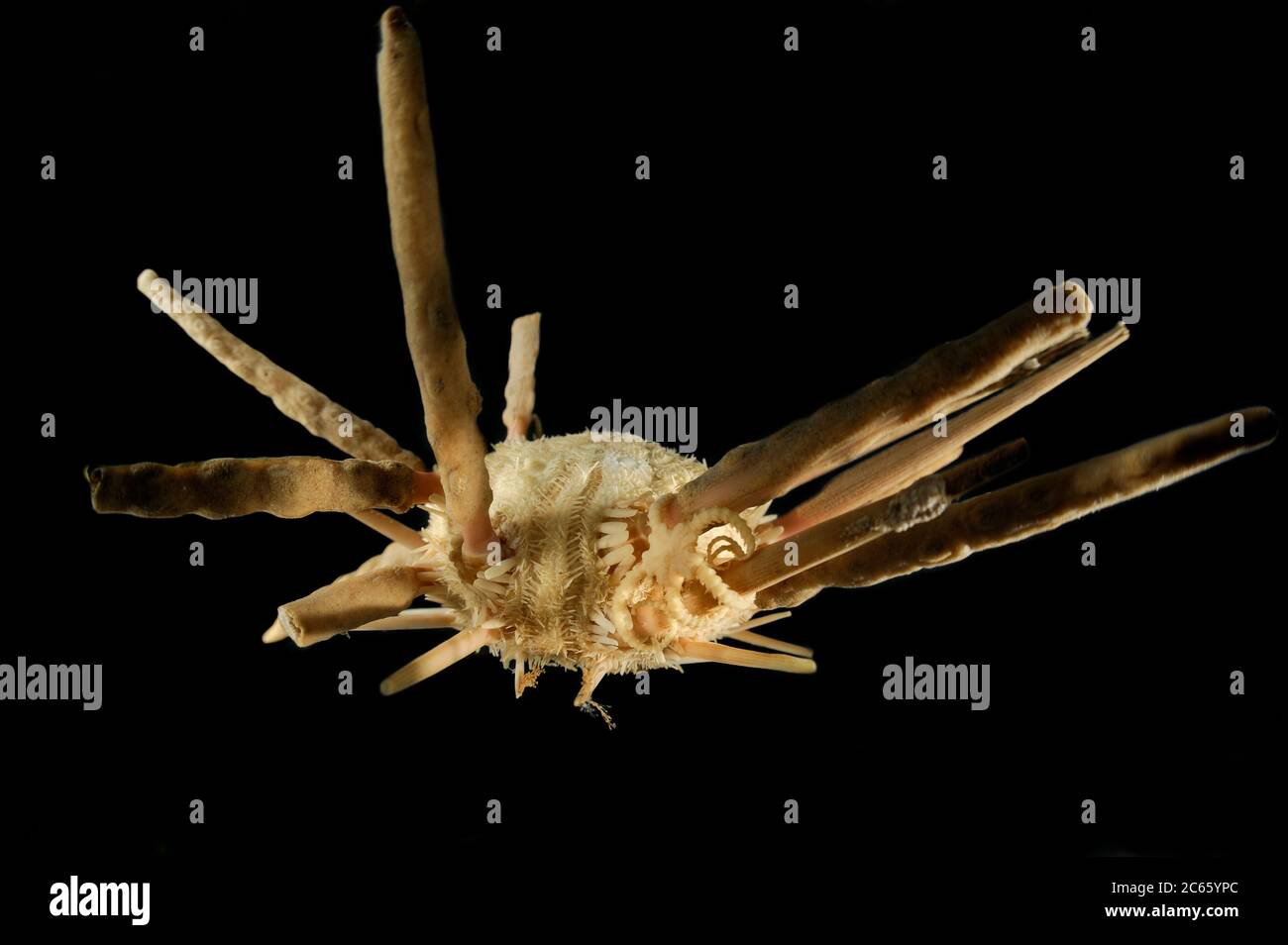 Seeigel (Stereocidaris indica var. carinata) das Bild entstand in Kooperation mit dem Zoologischen Museum Universität Hamburg Stockfoto