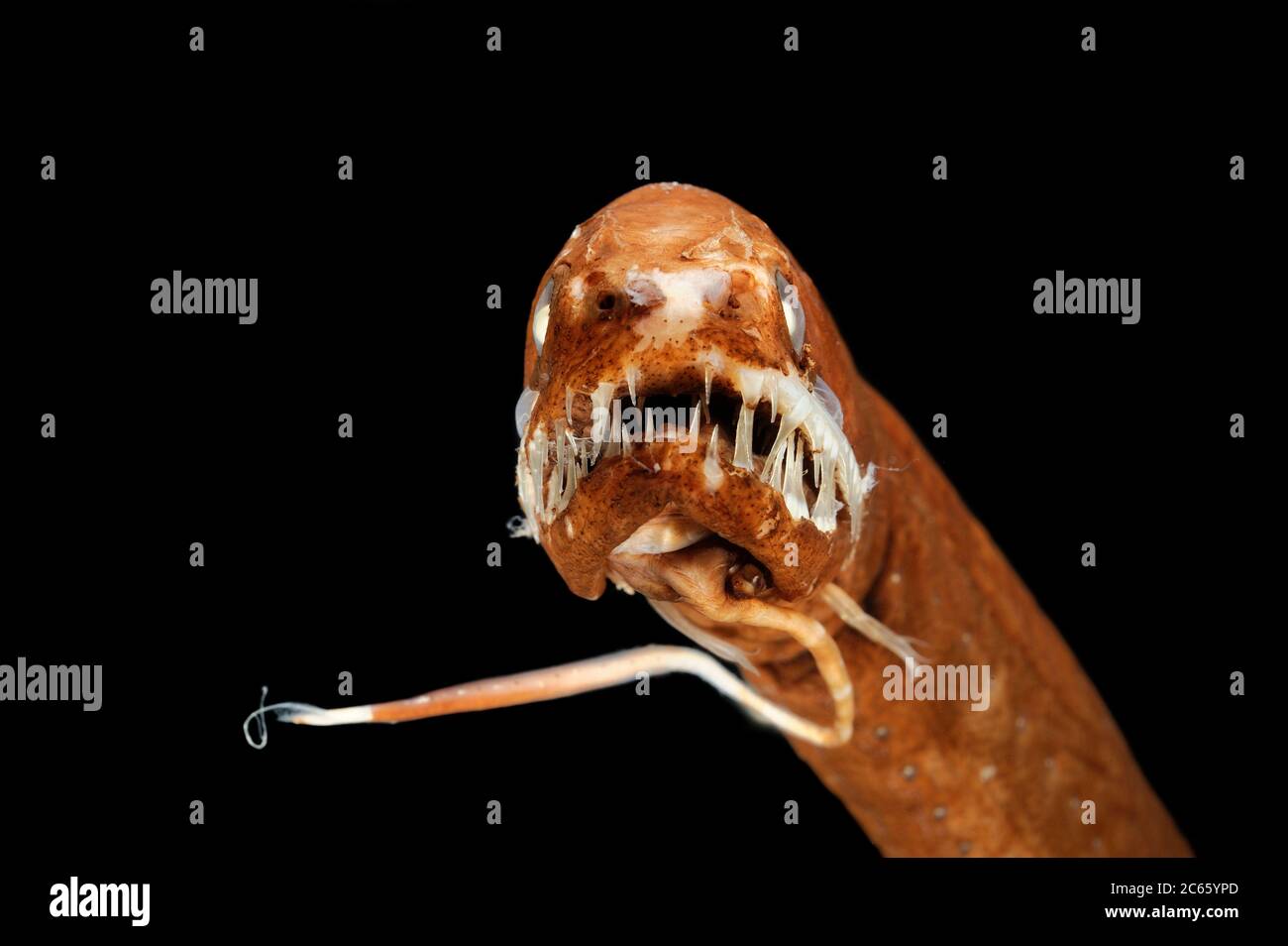 Der schuppenlose schwarze drachenfisch (Melanostomias melanops) ist ein schlanker, bis zu 30 cm langer Tiefseefisch. Es verfügt über einen fleischigen Biolumineszenz-Prozess am Kinn, verwendet, um Beute in Reichweite des stark gezähnten Mundes zu locken. Die Organe der Lichtaussender sind neben dem unteren Teil des Körpers und unter dem Auge angeordnet. Sie findet sich im Atlantik und im Indo-Pazifik. Konservierte Probe. Das Bild entstand in Kooperation mit dem Zoologischen Museum Universität Hamburg. Stockfoto