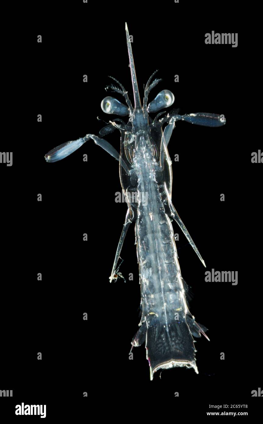 [M][Digital Focus Stacking] - Mantis-Garnelen gehören zu den Stomatopoden, einer Gruppe der Krebstiere. Stomatopoden haben Larvenstadien wie die hier gezeigte, die sogenannte alima Larve, die sich durch die Mausung immer näher an das adulte Erscheinungsbild heranrückt. Solange sie im Plankton leben, bleiben sie transparent. [Größe des einzelnen Organismus: 1,5 cm] Stockfoto