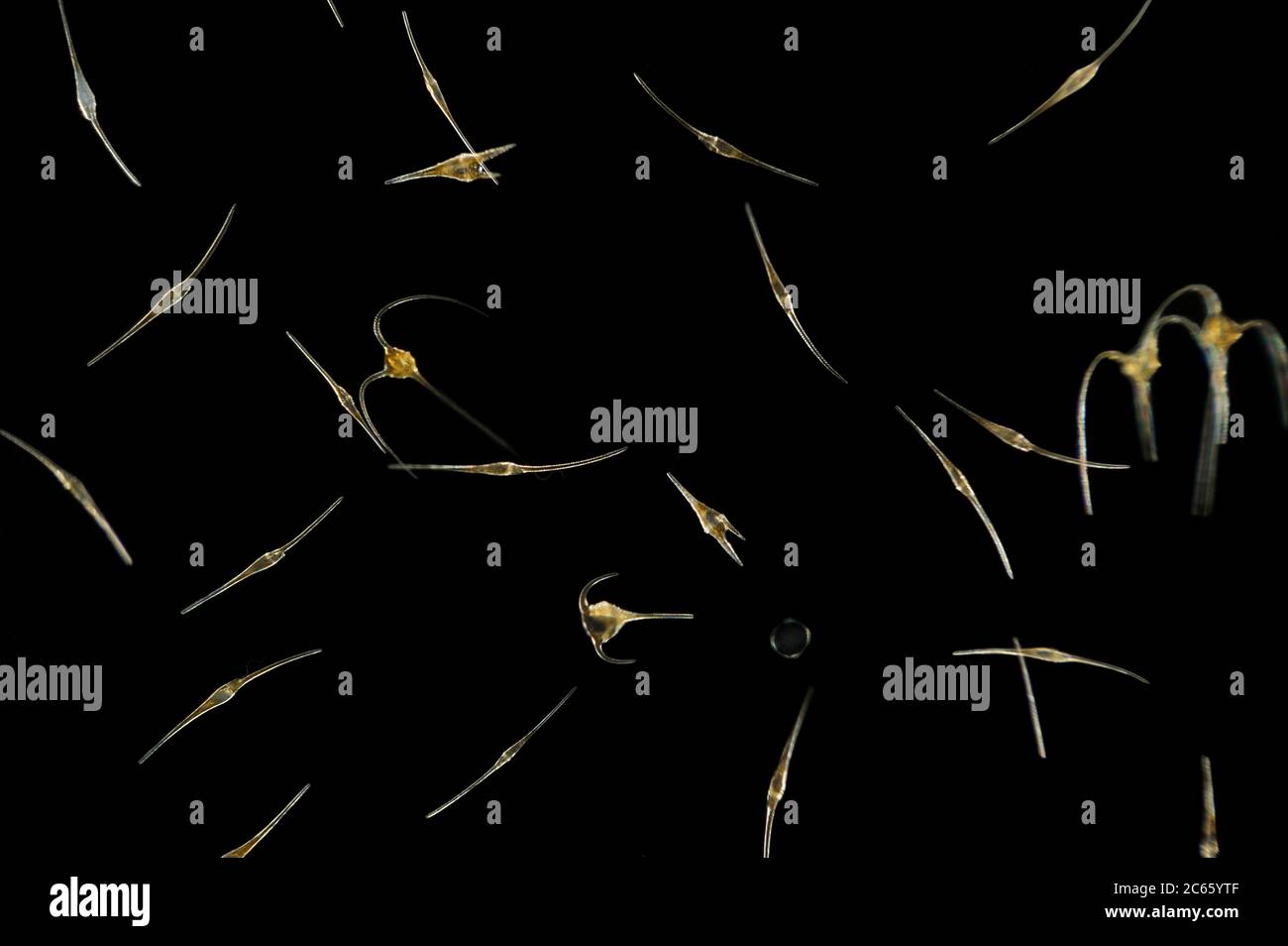 Planktonische Dinoflagellaten der Gattung Ceratium [Größe des einzelnen Organismus: 0,1 mm] Stockfoto