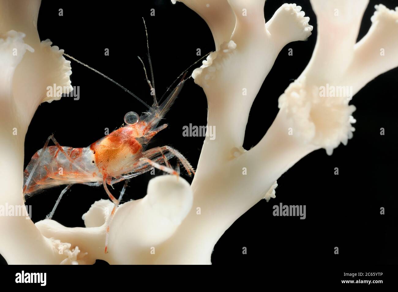 Captive Shrimp (Lebbus polaris) auf lebender Lophelia (Lophelia pertusa). Trondheimfjord, Nordatlantik, Norwegen Stockfoto