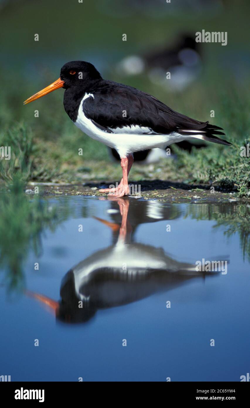 Austernfischer Porträt im Wasser {Haematopus ostralegus} Deutschland Stockfoto